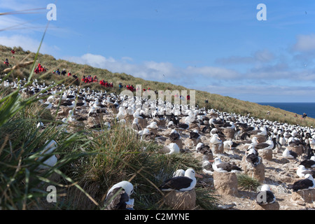 Die massive Brutkolonie von Black-browed Albatrosse auf Steeple Jason Island, West Falkland-Inseln Stockfoto