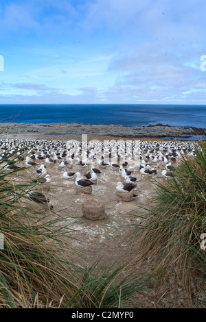 Die massive Brutkolonie von Black-browed Albatrosse auf Steeple Jason Island, West Falkland-Inseln Stockfoto