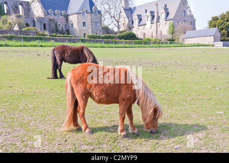 Poney und der Beauport Abtei im Hintergrund Stockfoto