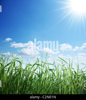 Grasgrün und sonnigen Himmel Stockfoto