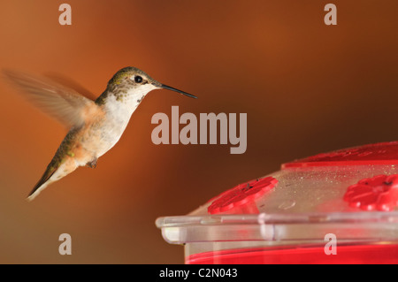 Rufous Kolibri (Selasphorus Rufus) fliegen in der Nähe von Futterhaus Stockfoto