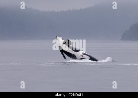 Orca oder Killerwal verletzt, springen, plantschen, Vancouver Island, Kanada Stockfoto