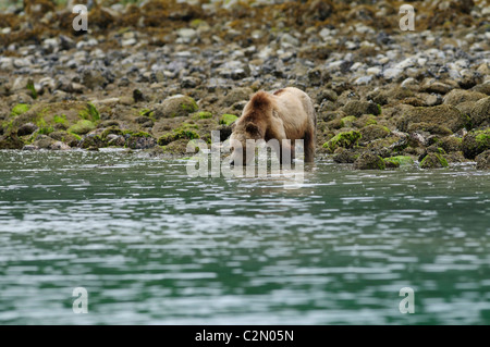Grizzly Bear trinken, Knight Inlet, British Columbia, Kanada Stockfoto