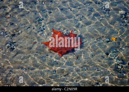 Blättern Sie unter Wasser Stockfoto