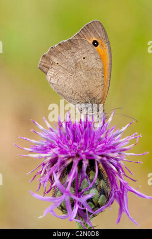 Großes Ochsenauge, Maniola Jurtina Meadow Brown Stockfoto