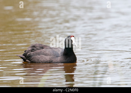 Kammblässhuhn, Fulica Cristata, rot-genoppten Wasserhuhn, Albufera Stockfoto