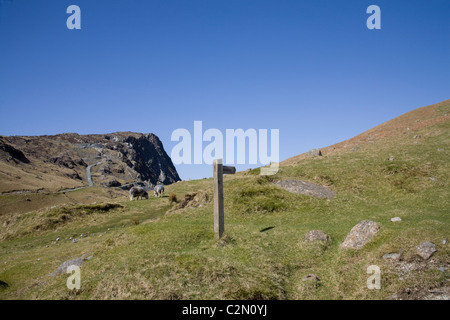 Honister Pass Lake District Cumbria öffentlichen Fußweg Zeichen Posten auf der Passhöhe mit zwei Herdwick Schafe grasen auf dem Hügel Stockfoto