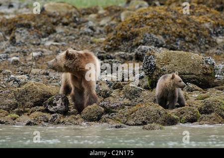 Grizzlybär mit Jungtier des Jahres, Knight Inlet, British Columbia, Kanada Stockfoto