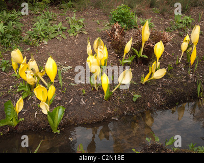 junge Kannenpflanze wächst in Isabella Plantation, Richmond Park, London England Stockfoto