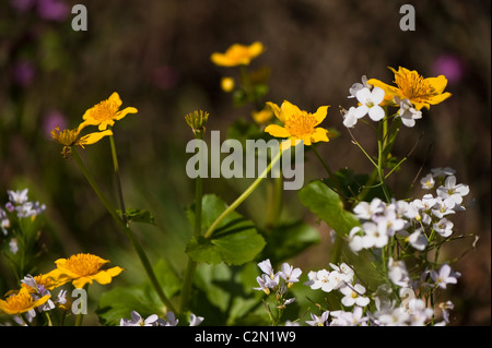 Sumpfdotterblumen und Cuckcooflowers wächst in der "On The Verge" Schaugarten bei RHS Cardiff Flower Show 2011, Wales, UK Stockfoto