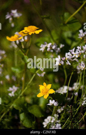 Sumpfdotterblumen und Cuckcooflowers wächst in der "On The Verge" Schaugarten bei RHS Cardiff Flower Show 2011, Wales, UK Stockfoto