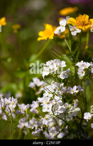 Cuckcooflowers und Sumpfdotterblumen wachsen in der "On The Verge" Schaugarten bei RHS Cardiff Flower Show 2011, Wales, UK Stockfoto