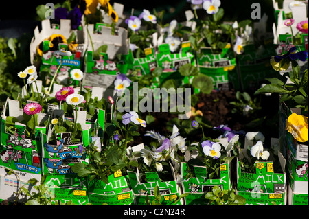 Teilnehmer in Cardiff RHS Flower Show 2011 Schule Schubkarre Garten Wettbewerb Stockfoto