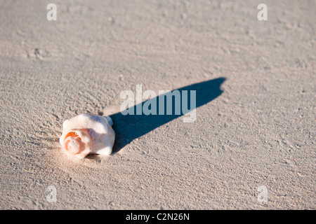 Isolated seashell on the sandy beach with shadow Stockfoto