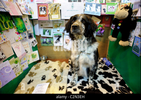 Atmosphäre am dritten Tag des jährlichen Hundes zeigen "Crufts" an der Birmingham NEC Arena, 13. März 2010 statt. Stockfoto