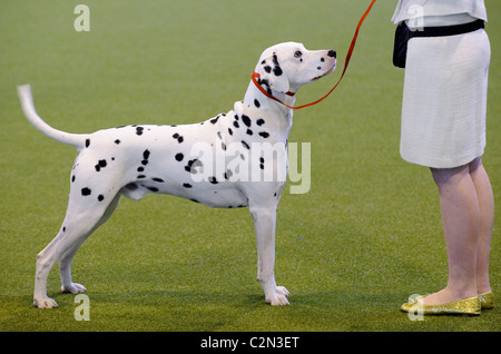 Atmosphäre am dritten Tag des jährlichen Hundes zeigen "Crufts" an der Birmingham NEC Arena, 13. März 2010 statt. Stockfoto