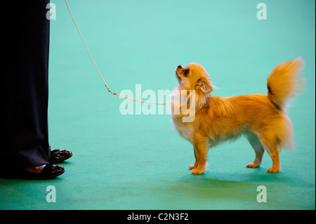 Atmosphäre am dritten Tag des jährlichen Hundes zeigen "Crufts" an der Birmingham NEC Arena, 13. März 2010 statt. Stockfoto