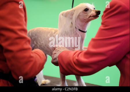 Atmosphäre am dritten Tag des jährlichen Hundes zeigen "Crufts" an der Birmingham NEC Arena, 13. März 2010 statt. Stockfoto