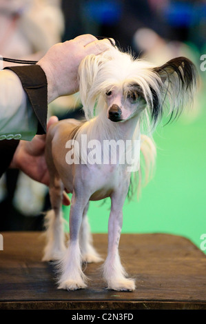 Atmosphäre am dritten Tag des jährlichen Hundes zeigen "Crufts" an der Birmingham NEC Arena, 13. März 2010 statt. Stockfoto