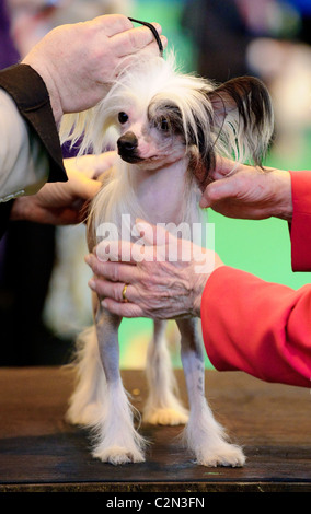 Atmosphäre am dritten Tag des jährlichen Hundes zeigen "Crufts" an der Birmingham NEC Arena, 13. März 2010 statt. Stockfoto