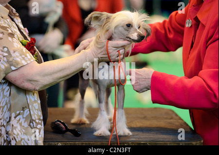 Atmosphäre am dritten Tag des jährlichen Hundes zeigen "Crufts" an der Birmingham NEC Arena, 13. März 2010 statt. Stockfoto