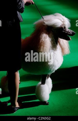 Atmosphäre am dritten Tag des jährlichen Hundes zeigen "Crufts" an der Birmingham NEC Arena, 13. März 2010 statt. Stockfoto