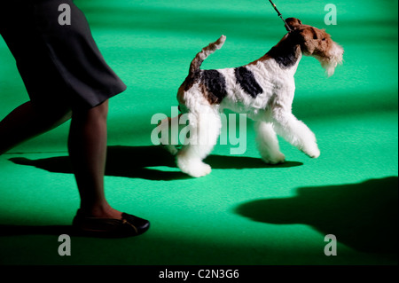 Atmosphäre am dritten Tag des jährlichen Hundes zeigen "Crufts" an der Birmingham NEC Arena, 13. März 2010 statt. Stockfoto