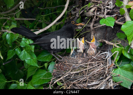 Männliche Amsel (Turdus Merula) am Nest mit Küken Stockfoto