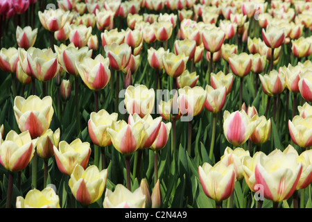 Bereich der cremige Tulpen im Keukenhof Stockfoto