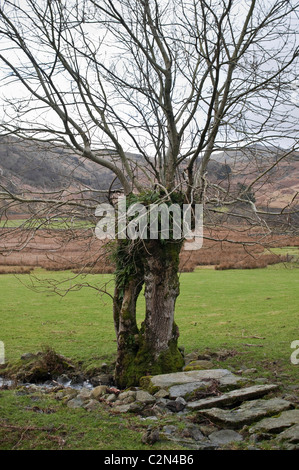 Ein Baumstumpf mit einem Loch scheinbar neu geboren und ist nun wachsen und gedeihen, im Seengebiet, Cumbria, England, UK. Stockfoto