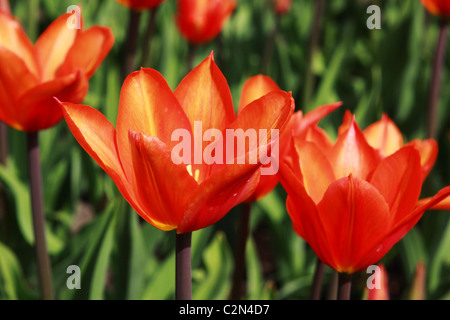 red tulips in the garden Keukenhof in Netherlands Stockfoto