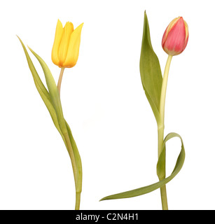 Zwei tanzende Tulpen Stockfoto