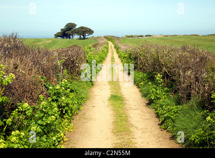 Sandy Lane Hecken Baumlandschaft Herm Island, Kanalinseln Stockfoto