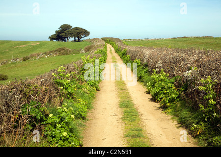 Sandy Lane Hecken Baumlandschaft Herm Island, Kanalinseln Stockfoto