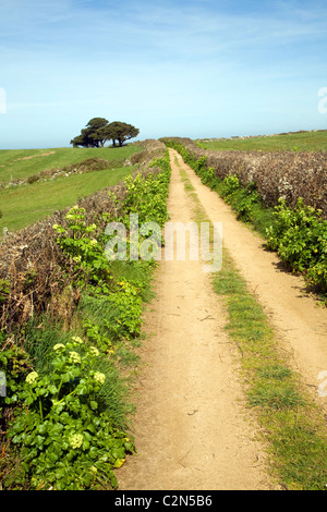 Sandy Lane Hecken Baumlandschaft Herm Island, Kanalinseln Stockfoto