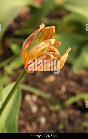 Kaufmanniana Stresa Tulpe verwelken. Stockfoto