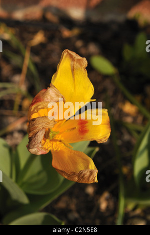 Kaufmanniana Stresa Tulpe verwelken. Stockfoto