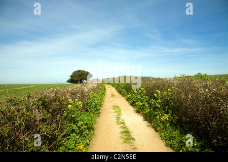 Sandy Lane Hecken Baumlandschaft Herm Island, Kanalinseln Stockfoto