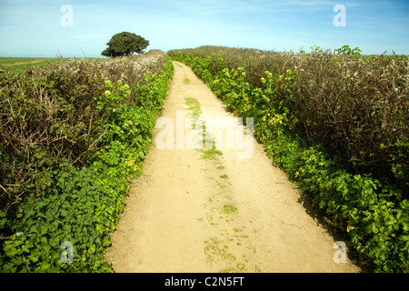 Sandy Lane Hecken Baumlandschaft Herm Island, Kanalinseln Stockfoto