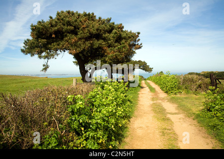 Sandy Lane Hecken Baumlandschaft Herm Island, Kanalinseln Stockfoto