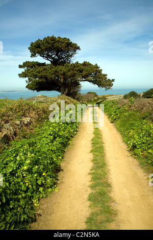 Sandy Lane Hecken Baumlandschaft Herm Island, Kanalinseln Stockfoto