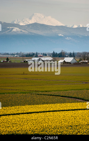 Frühling im pazifischen Nordwesten bedeutet die Entstehung der Narzissen in den großen Bereichen des Skagit Valley, Washington. Stockfoto