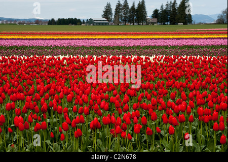 Felder der bunte Tulpen kann gesehen werden, wächst das Skagit Valley Tulip Festival in der Nähe von Mount Vernon im US-Bundesstaat Washington. Stockfoto