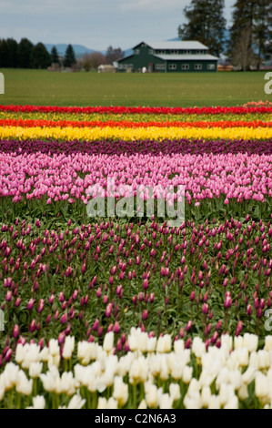 Felder der bunte Tulpen kann gesehen werden, wächst das Skagit Valley Tulip Festival in der Nähe von Mount Vernon im US-Bundesstaat Washington. Stockfoto
