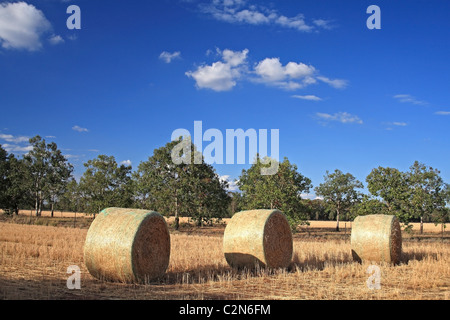 Drei Haybales in einer Koppel im Outback NSW Australia mit Eukalyptusbäumen und blauer Himmel. Stockfoto