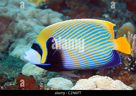 Kaiser Angelfish. Pomacanthus Imperator auf dem Riff unter Wasser schwimmen. Stockfoto