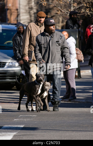 African American Mann zwei Pitbull-Hunde von der Leine zu halten, während einer belebten Straße der Harlem in New York City zu überqueren. Stockfoto