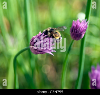 Biene auf Schnittlauch Stockfoto