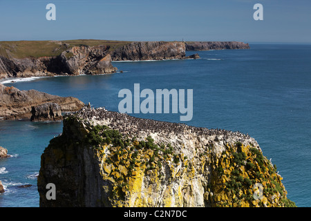 Trottellumme (Uria Aalge) auf der Stack Rock, Pembrokeshire Coast, Wales, UK Stockfoto