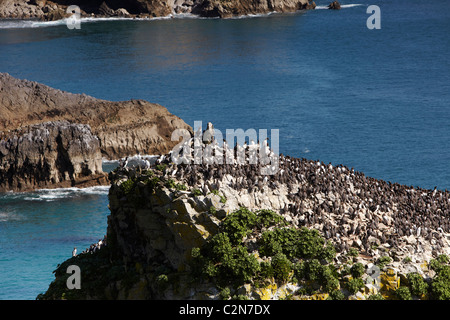 Trottellumme (Uria Aalge) auf der Stack Rock, Pembrokeshire Coast, Wales, UK Stockfoto